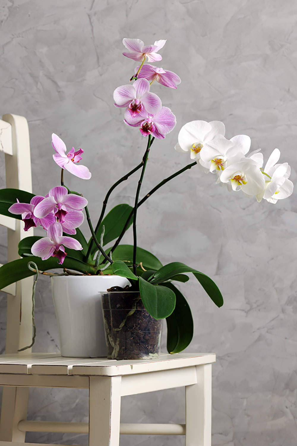 zwei-Orchideen-auf-weißem-Holzstuhl, Weiß, Pink