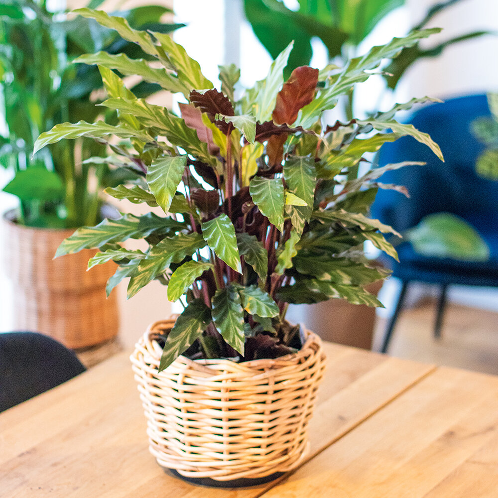 Zimmerpflanzen Tipps | Blumen Risse - Blumen Risse