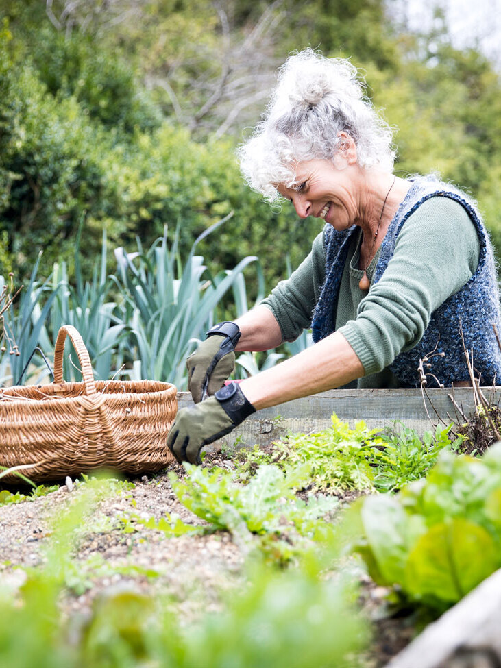 Blumen-Risse, Ratgeber, Fruehling, Hochbeet, Frau-erntet-frisches-Gemuese-aus-spaetsommerlichem-Hochbeet