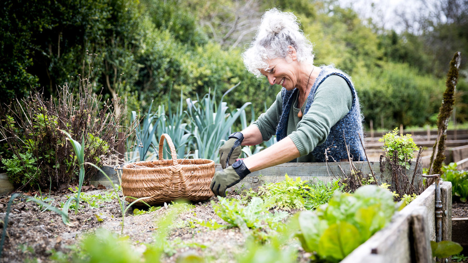 Blumen-Risse, Ratgeber, Fruehling, Hochbeet, Frau-erntet-frisches-Gemuese-aus-spaetsommerlichem-Hochbeet