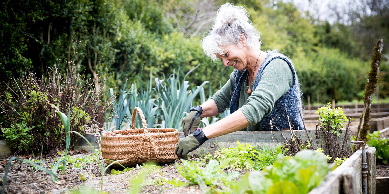 Blumen-Risse, Ratgeber, Fruehling, Hochbeet, Frau-erntet-frisches-Gemuese-aus-spaetsommerlichem-Hochbeet