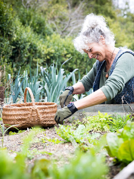 Blumen-Risse, Ratgeber, Fruehling, Hochbeet, Frau-erntet-frisches-Gemuese-aus-spaetsommerlichem-Hochbeet