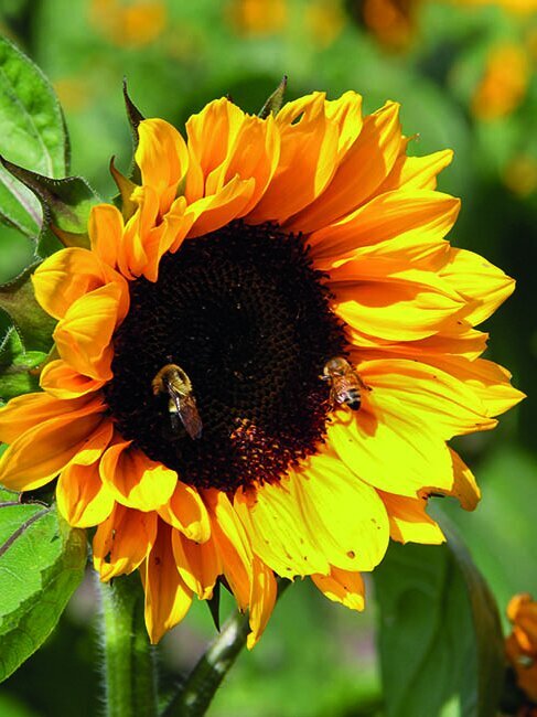 Blumen-Risse, Ratgeber, Pflanzenratgeber, Sonnenblume, Bluete-einer-Sonnenblume-im-Garten