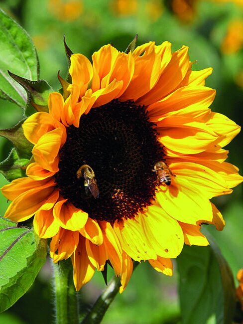 Blumen-Risse, Ratgeber, Pflanzenratgeber, Sonnenblume, Bluete-einer-Sonnenblume-im-Garten