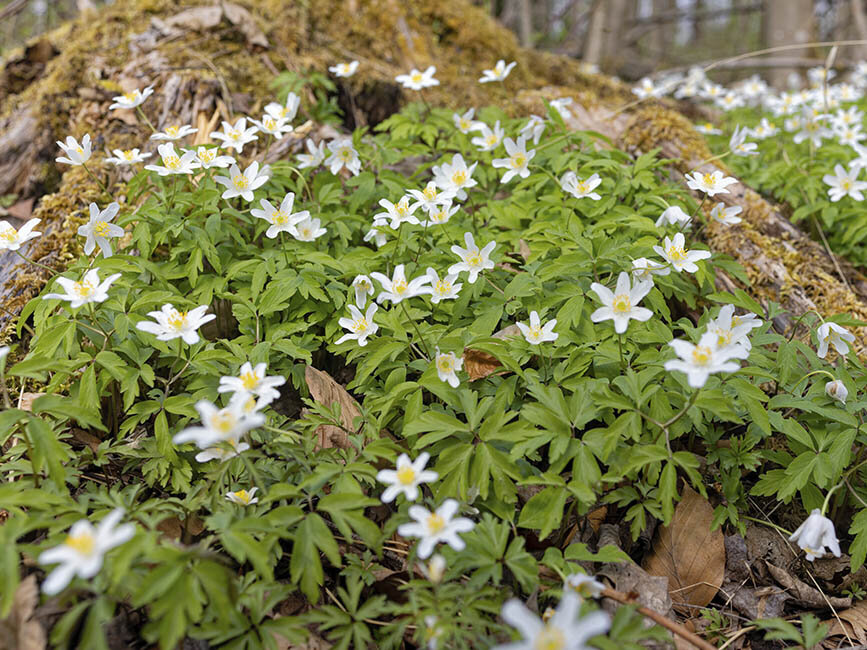 Blumen-Risse, Sortiment, Pflanzen, Bodendecker, Weiss, Gruen, Braun, Windroeschen, Blueten, Pflanze, Wald, Bodendecker, Fruehling