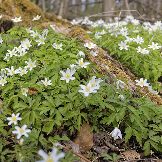  Blumen-Risse, Sortiment, Pflanzen, Bodendecker, Weiss, Gruen, Braun, Windroeschen, Blueten, Pflanze, Wald, Bodendecker, Fruehling