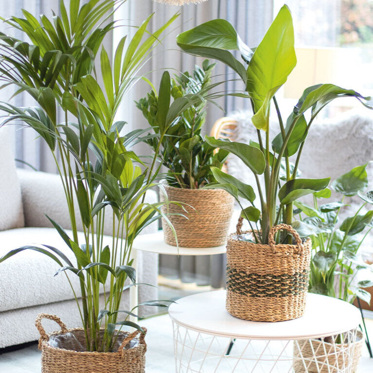 Fünf verschiedene Pflanzen auf Tischen in Gefäßen platziert, Pflegeleichte Zimmerpflanzen jetzt online bei Blumen Risse kaufen.