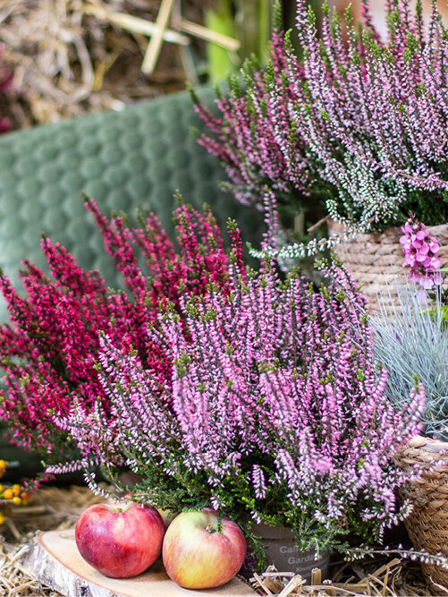 Blumen-Risse, Callunen, Heide, Lila, Pink, Orange, Braun, Gruen, Pflanzung, Heide, Aepfel, Herbst, Deko-Aussenbereich-kaufen-pflanzen