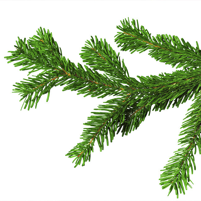  	Damit der Weihnachtsbaum bis ins neue Jahr strahlt, brauchst Du nur ein paar einfache Tipps zu beachten.