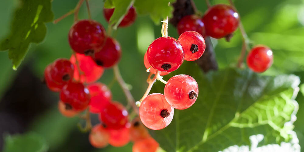Blumen-Risse, Sortiment, Pflanzen, Obst-und-Gemuese, Beerenstraeucher, Johannisbeere, Rot, Gruen, Silber, Beige, Rote-Johannisbeeren, Strauch, Garten, Pflanze, Reif, Ernten, Beeren