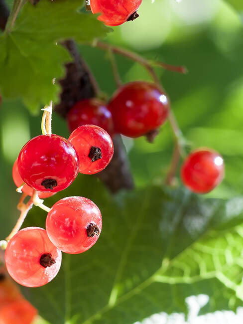 Blumen-Risse, Sortiment, Pflanzen, Obst-und-Gemuese, Beerenstraeucher, Johannisbeere, Rot, Gruen, Silber, Beige, Rote-Johannisbeeren, Strauch, Garten, Pflanze, Reif, Ernten, Beeren