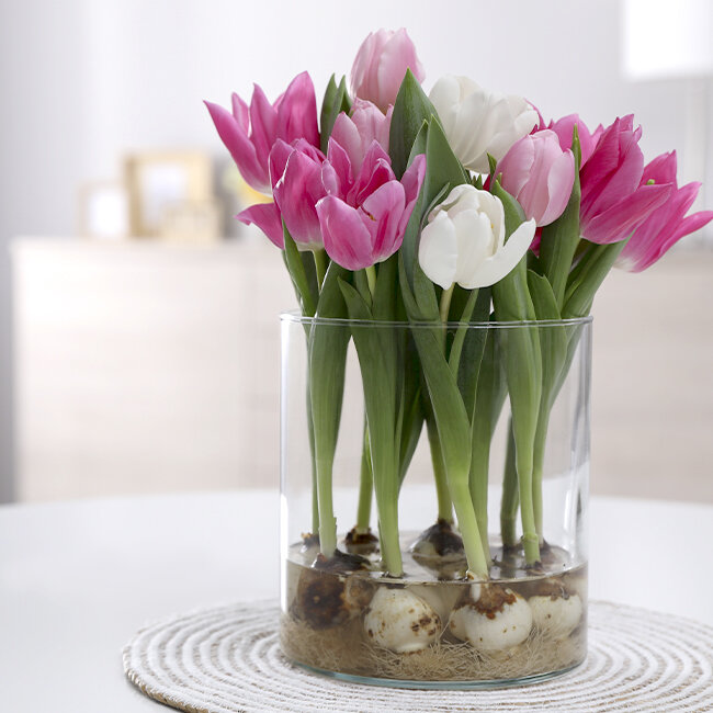 Tulpe - Blumen Risse