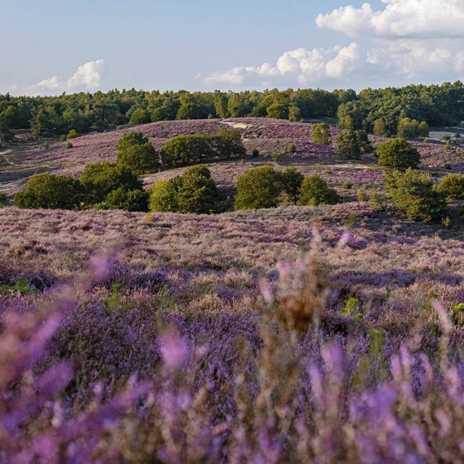 Heide (Callunen)| blumen-risse.de  Blumen Risse - Blumen Risse