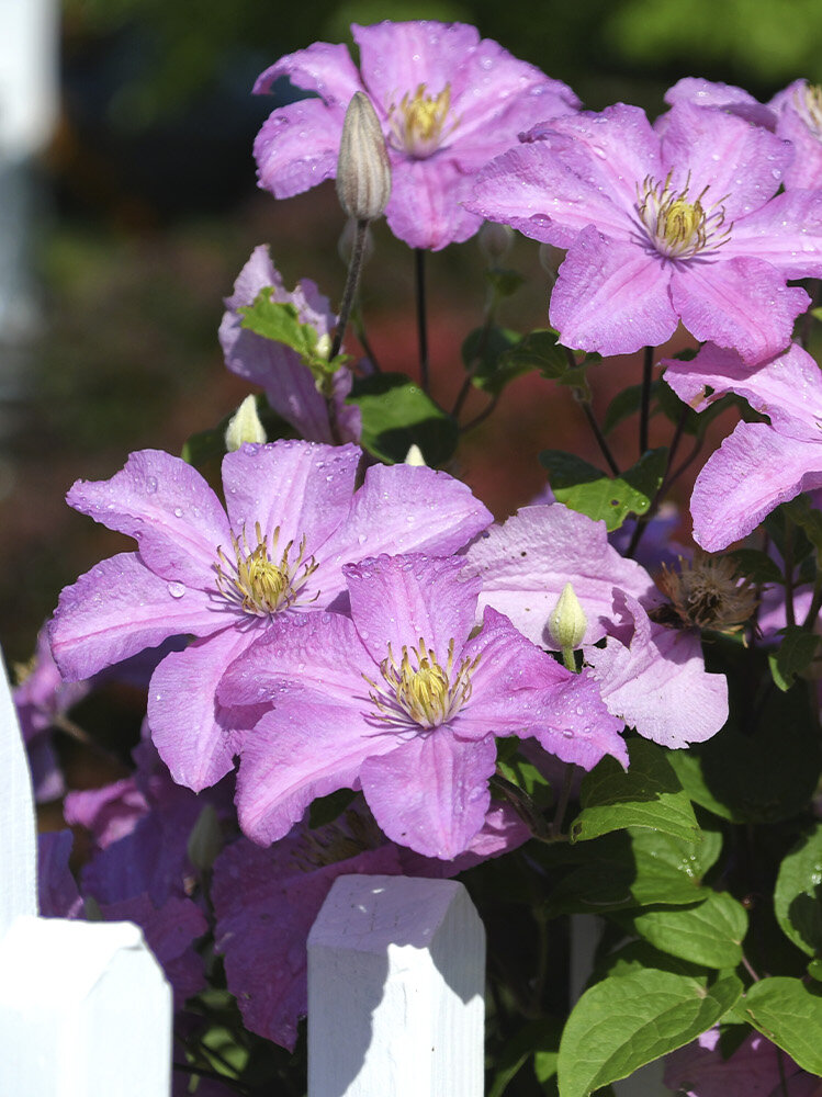 Blumen-Risse, Ratgeber, Pflanzenratgeber, Clematis, Waldrebe, rosafarbene-Clematis-an-weissem-Holzgartenzaun