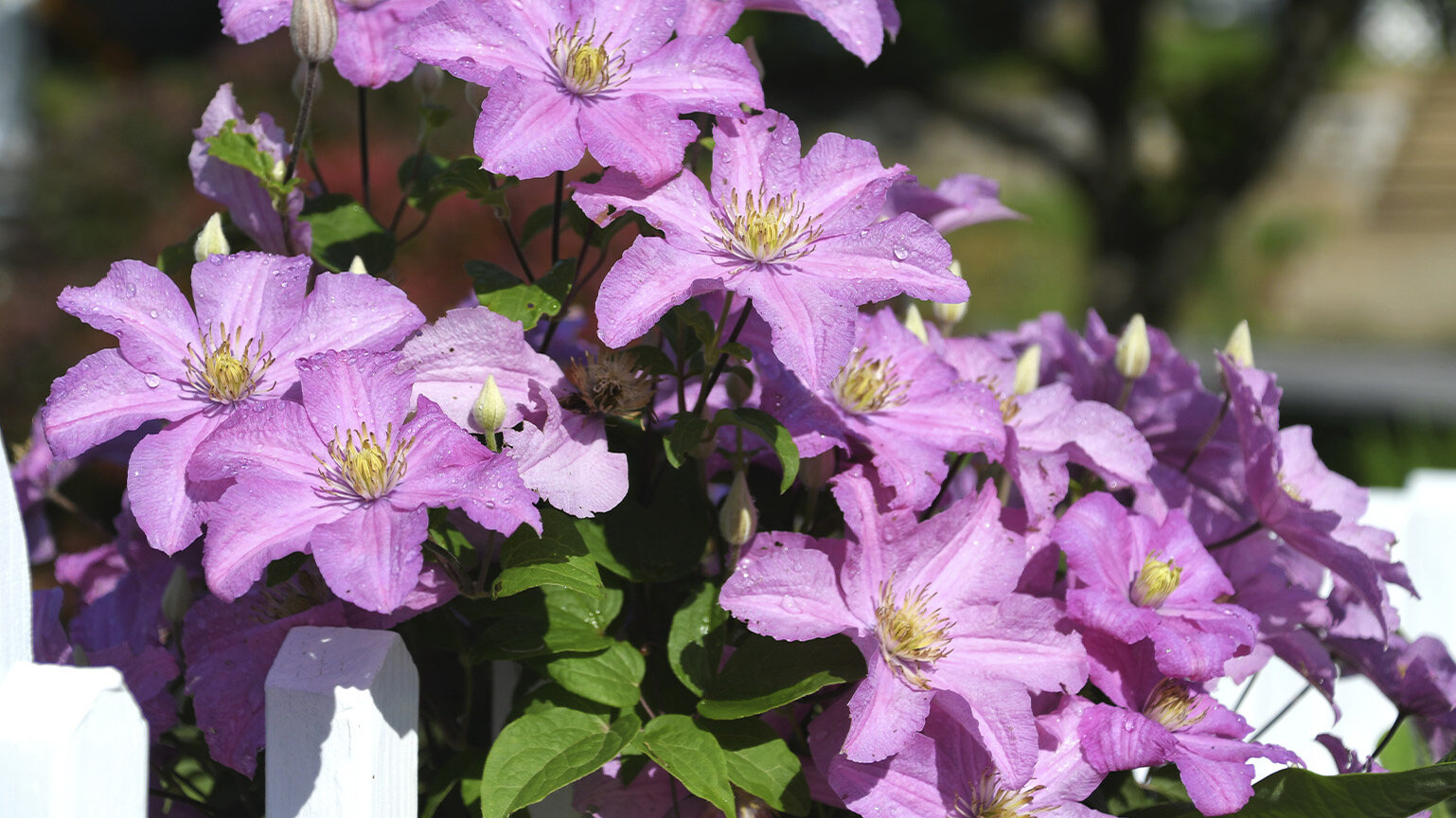 Clematis pflegen: Standort, Sorten, Bltezeit und Pflege-Tipps - Blumen  Risse