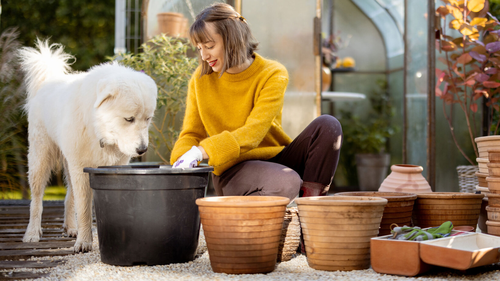 Blumen Risse, Sortiment, Pflanzen, Uebertoepfe, Gefaesse, Beige, Braun, Schwarz, Gelb, Pflanzgefaesse, Hund, Person, Garten, Herbst 