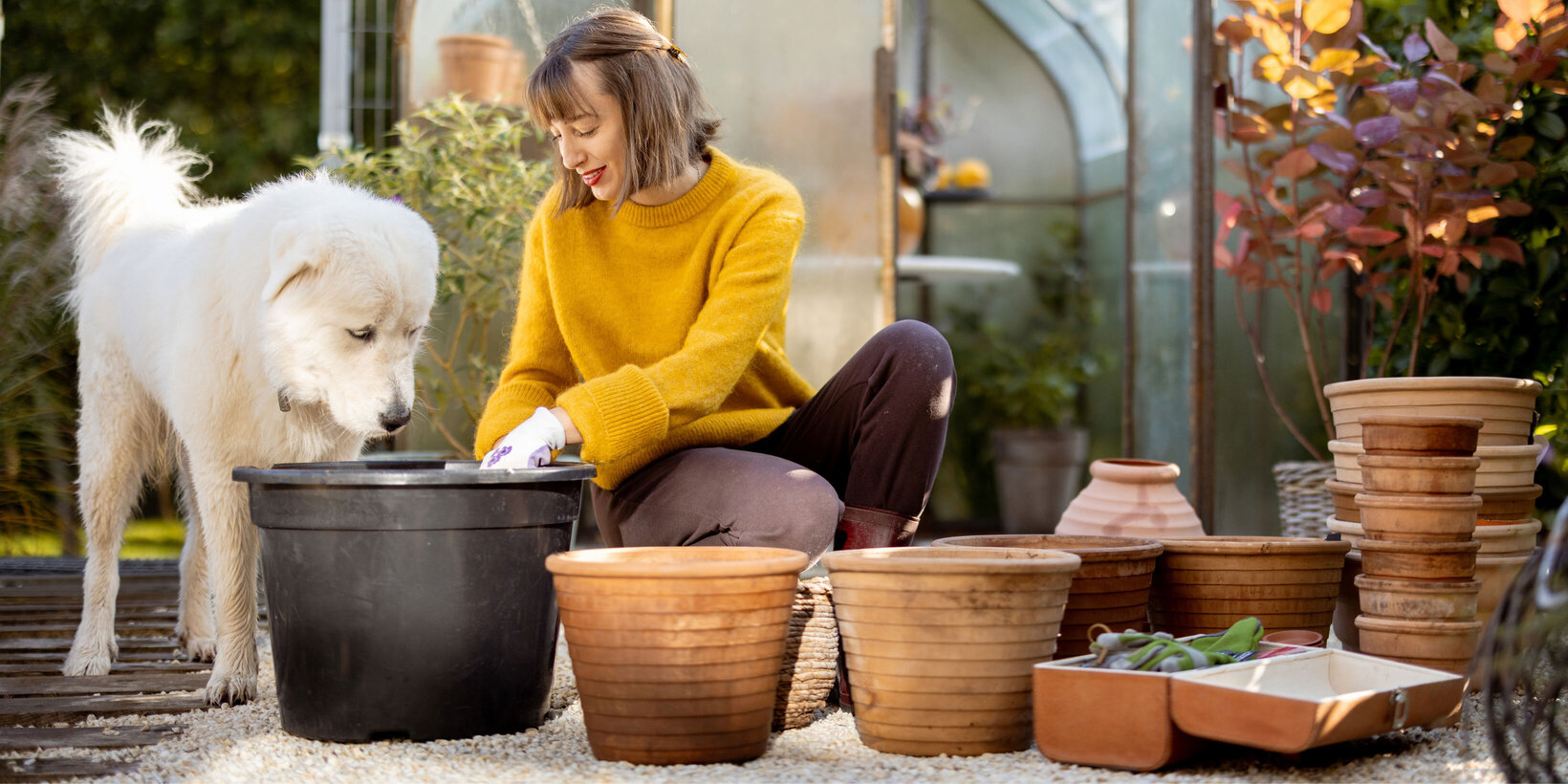 Blumen Risse, Sortiment, Pflanzen, Uebertoepfe, Gefaesse, Beige, Braun, Schwarz, Gelb, Pflanzgefaesse, Hund, Person, Garten, Herbst 