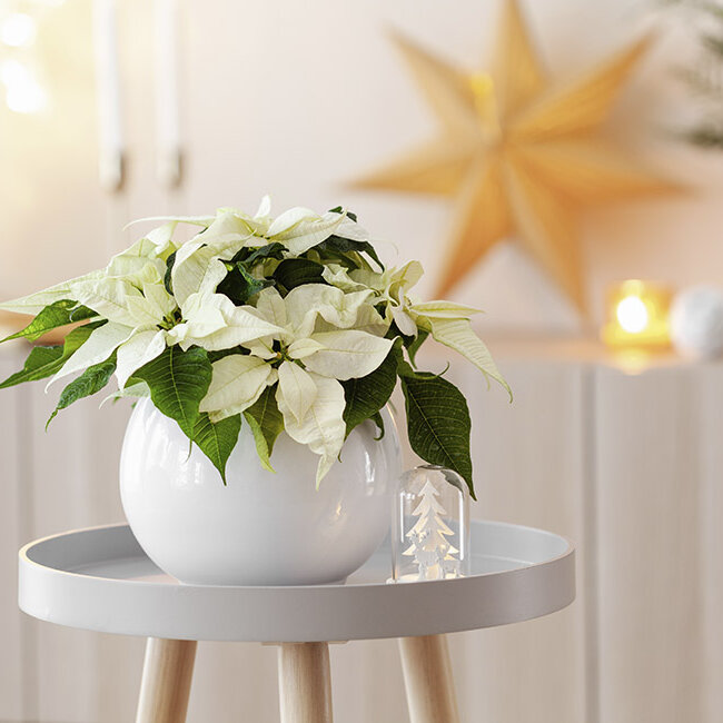 Weissfarbener-Weihnachtsstern, in-Keramik-auf-Beistelltisch, Stern-und-Weihnachtsdeko-im-Hintergrund