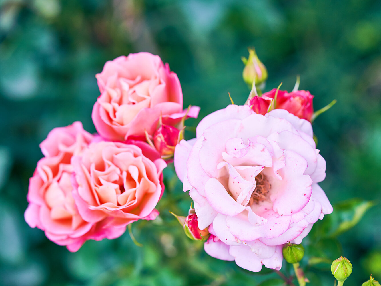  Wenn Du Edelrosen bei Blumen Risse kaufst, geben wir Dir gerne die richtigen Pflegetipps an die Hand.