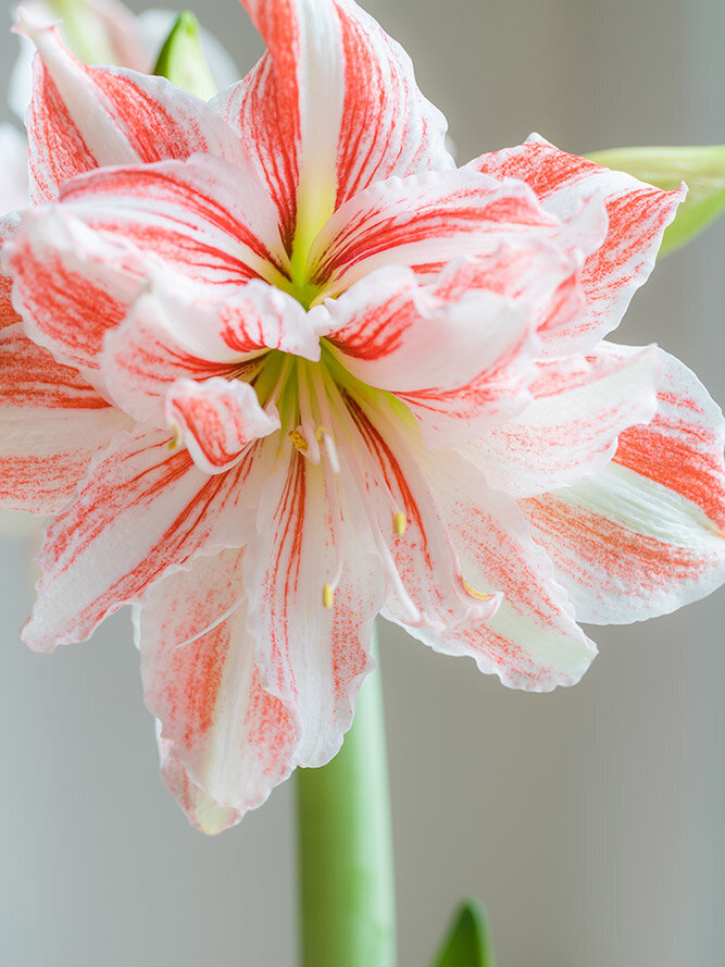 Amaryllis, zweifarbig, Weiss-Rosa, Bluete-in-Zimmer