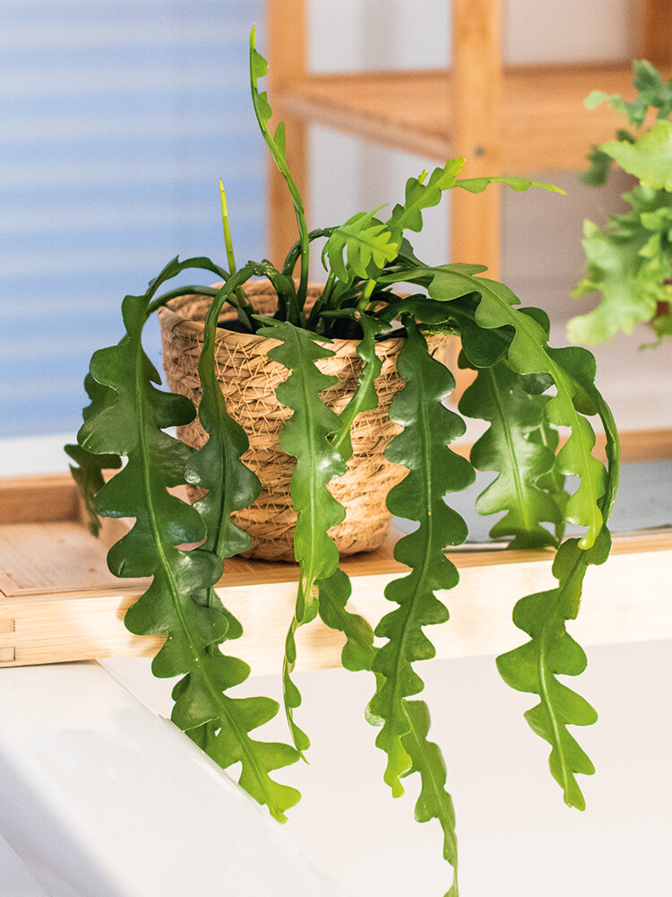 Zimmerpflanzen Tipps | Blumen Risse - Blumen Risse