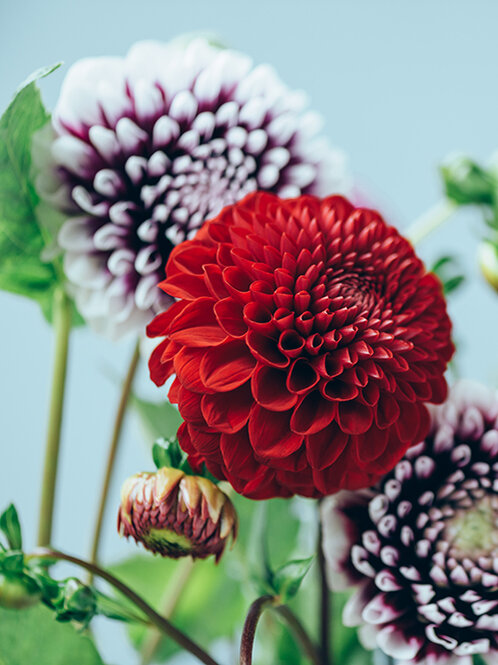 Blumen-Risse, Pflanzenratgeber, Die-Dahlie, zweifarbige-und-rote-Dahlienblueten-vor-grauem-Hintergrund