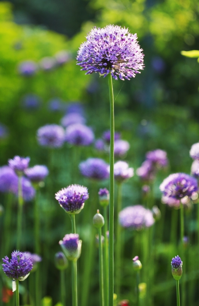 Blumen-Risse, Ratgeber, Zierlauch, Gruen Lila