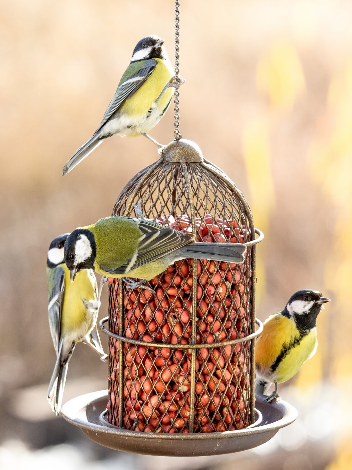 Blumen Risse, Sortiment, Garten, Vogelwelt, Braun, Beide, Grau, Gelb, Schwarz, Vogelfutter, Erdnuesse, Meisen, Voegel, Vogelfutterstation, Garten
