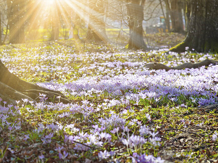 Auch draußen blühen die Blumenzwiebeln farbenfroh – kauf Dir welche bei Blumen-Risse und hol Dir die Blüten nach Hause!