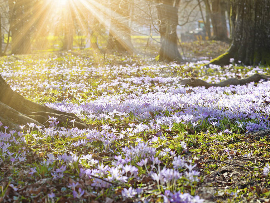 Auch draußen blühen die Blumenzwiebeln farbenfroh – kauf Dir welche bei Blumen-Risse und hol Dir die Blüten auch nach Hause!
