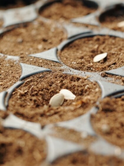 Blumen Risse, Sortiment, Pflanzen, Anzucht, Braun, Grau, Beige, Erde, Samen, Pflanztoepfe, Pflanzen, Anzucht