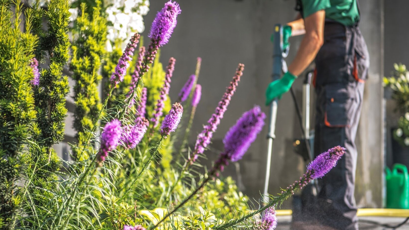 Blume-Risse, Ratgeber, Garten, Pflanzen, Frühling, Gruen, Lila