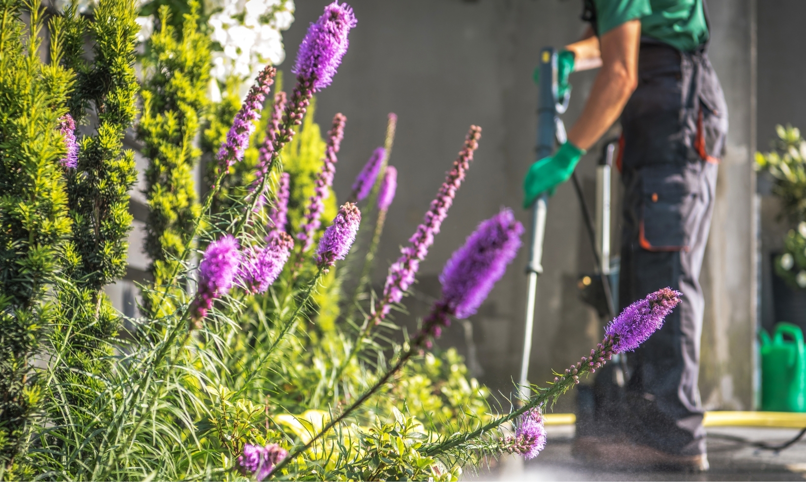 Blume-Risse, Ratgeber, Garten, Pflanzen, Frühling, Gruen, Lila