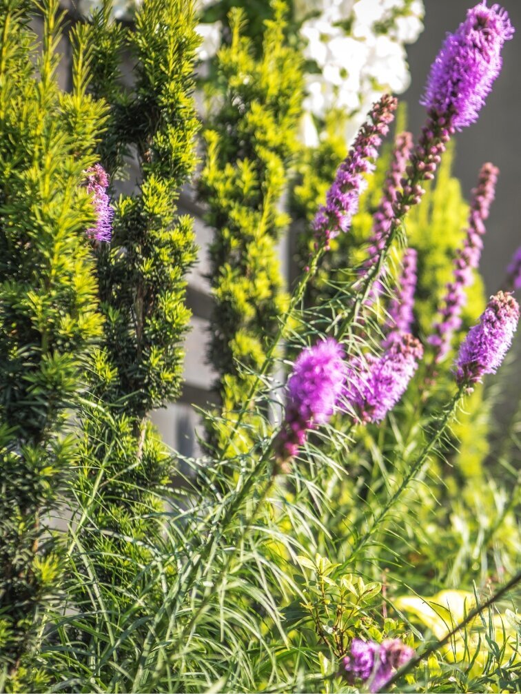 Blume-Risse, Ratgeber, Garten, Pflanzen, Frühling, Gruen, Lila