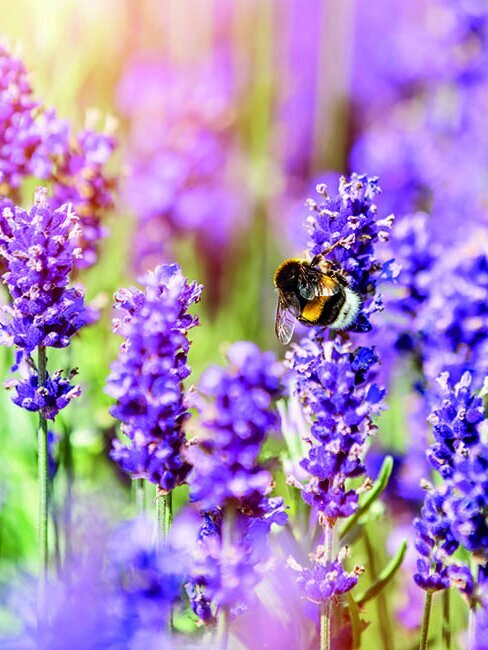 Blumen-Risse, Ratgeber, Pflanzenratgeber, Sonnenblume, Lavendel-mit-Hummel-im-Beet