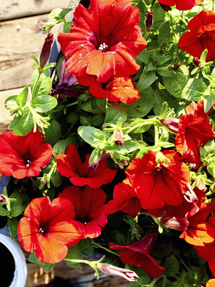 Petunien pflegen: Standort, Gieen, Dngen & Sorten | Blumen Risse - Blumen  Risse