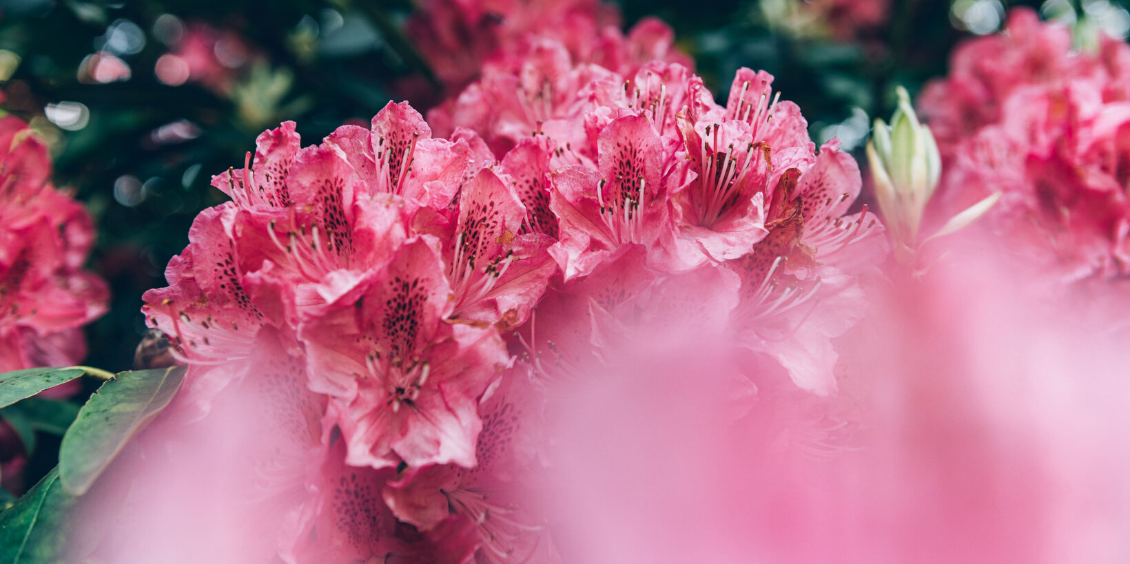 Blumen-Risse, Sortiment, Pflanzen, Baumschule, Pink, Rosa, Gruen, Bluete, Pflanze, Garten, Detail