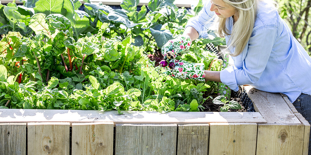 Blumen-Risse, Ratgeber, Fruehling, Gartennachbarn-Gemuese-Mischkultur, Frau-erntet-Radieschen-aus-Hochbeet