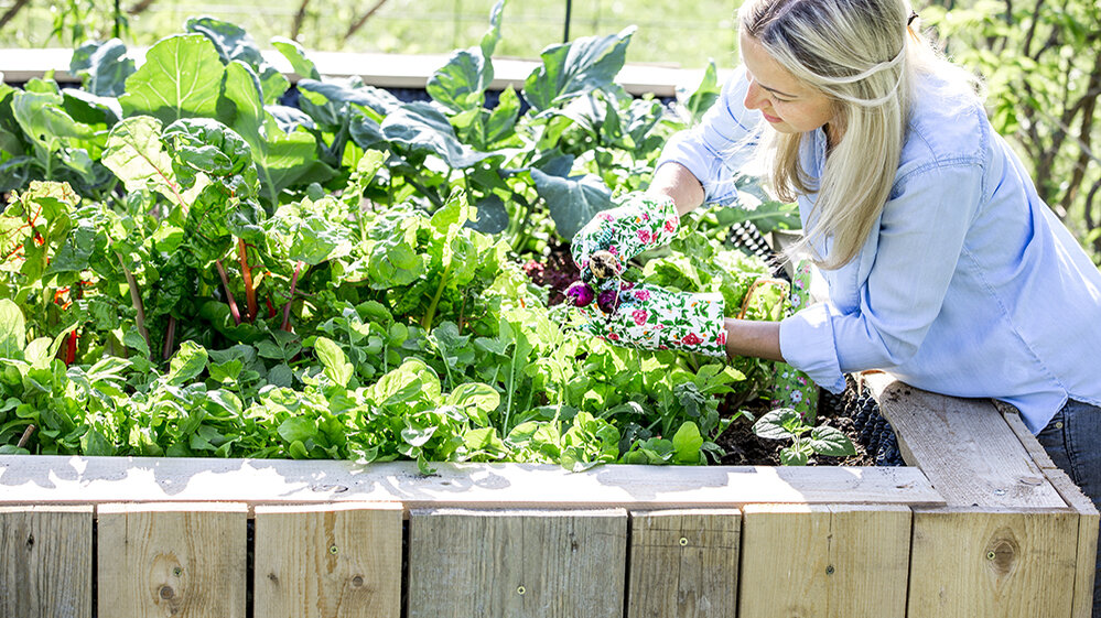 Blumen-Risse, Ratgeber, Fruehling, Gartennachbarn-Gemuese-Mischkultur, Frau-erntet-Radieschen-aus-Hochbeet