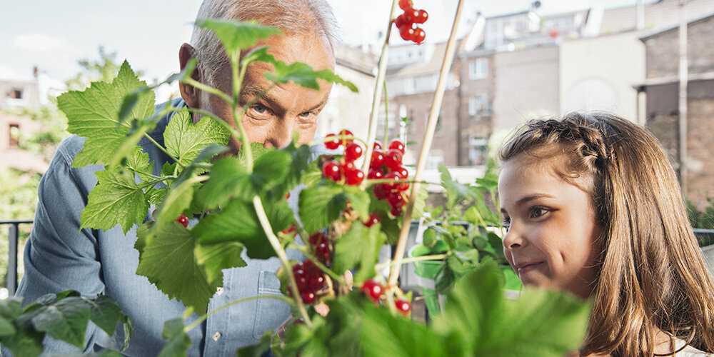 Blumen-Risse, Ratgeber, Pflanzenratgeber-Beerenstraeucher, Kind-mit-Grossvater-ernten-auf-Balkon-reife-Johannisbeeren