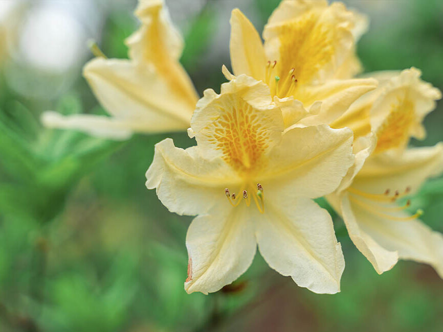 Rhododendron online kaufen - Blumen Risse