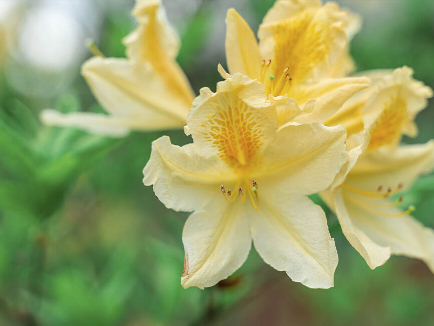 Gelbe Rhododendronblüte mit fünf Blütenarmen auf grünem Hintergrund.
