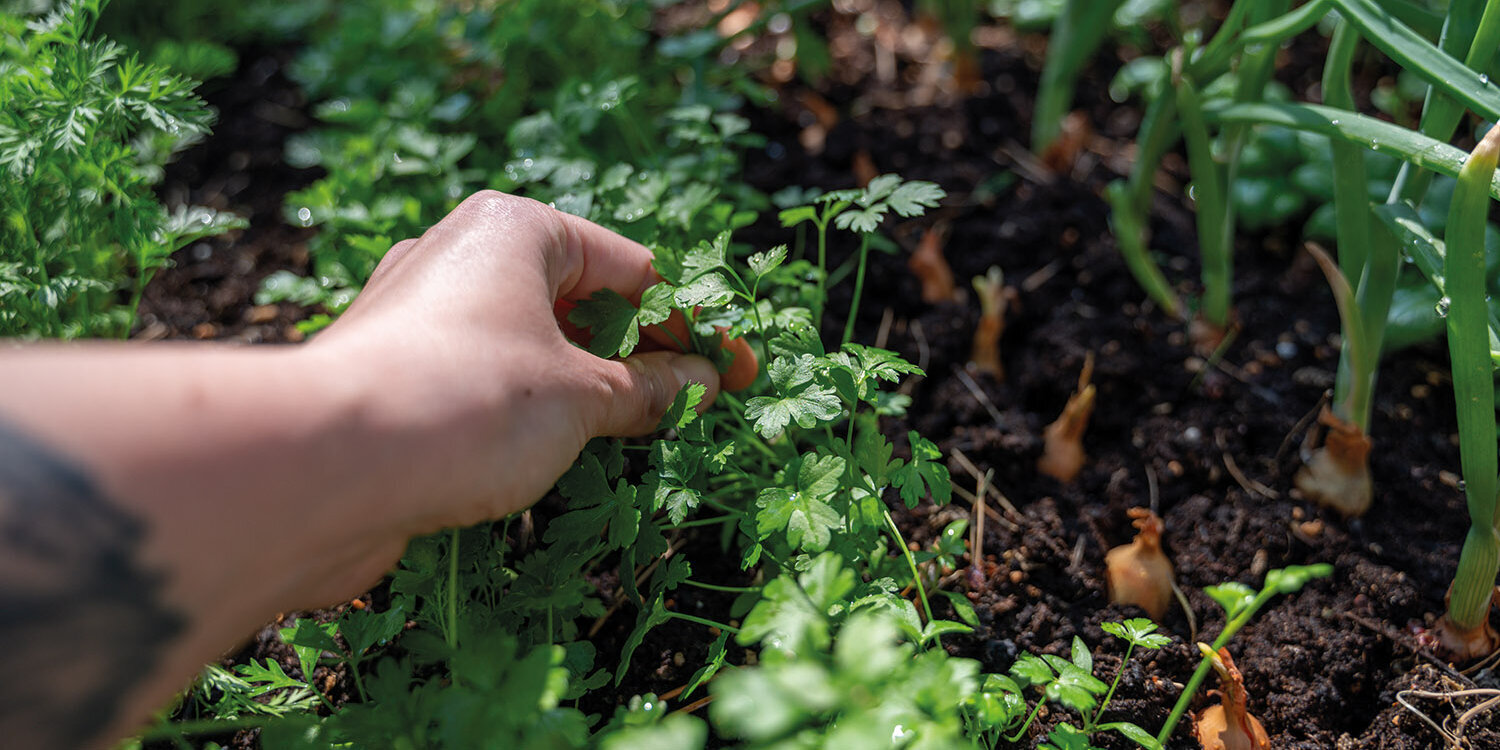Blumen-Risse, Ratgeber, Fruehling, Hochbeet, Frau-erntet-frische-Kraeuter-in-Hochbeet
