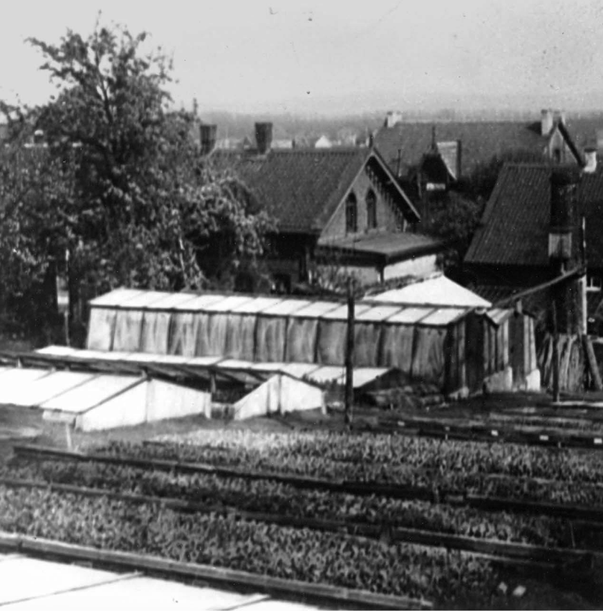 Blumen-Risse, Service, Haus, Schwarz, Weiss