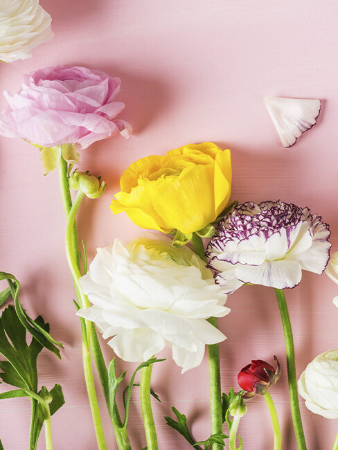 Blumen-Risse, Pflanzenratgeber, Ranunkel, Rosa, Gelb, Orange, Weiss, Gruen, verschiedenfarbige-Ranunkelblueten-mit-Stiel-liegen-auf-rosafarbenem-Tisch-nebeneinander
