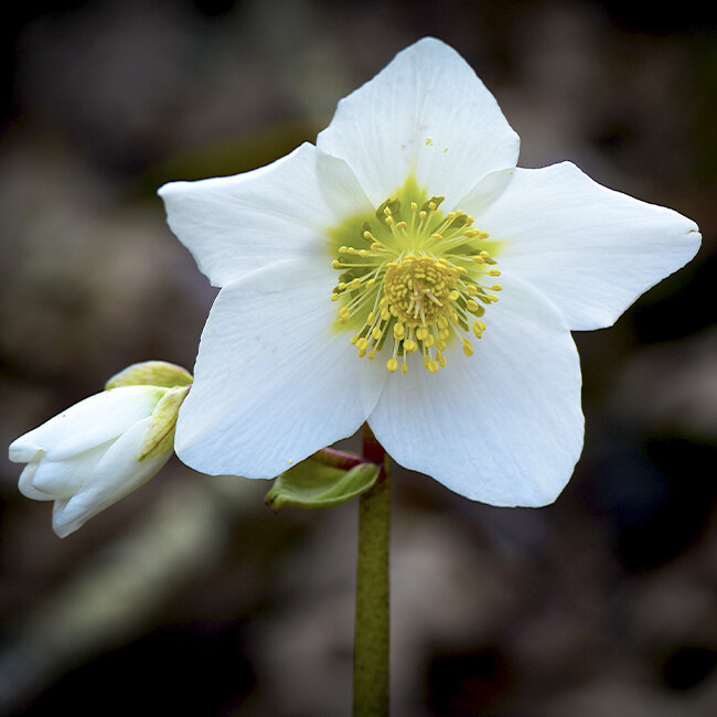 Christrose, Helleborus-niger, Topf-und-Beetpflanze, Weiss, Gelb, Gruen, Bluete-und-Knospe-im-Wald