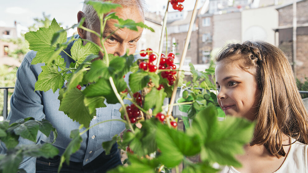 Blumen-Risse, Ratgeber, Pflanzenratgeber-Beerenstraeucher, Kind-mit-Grossvater-ernten-auf-Balkon-reife-Johannisbeeren