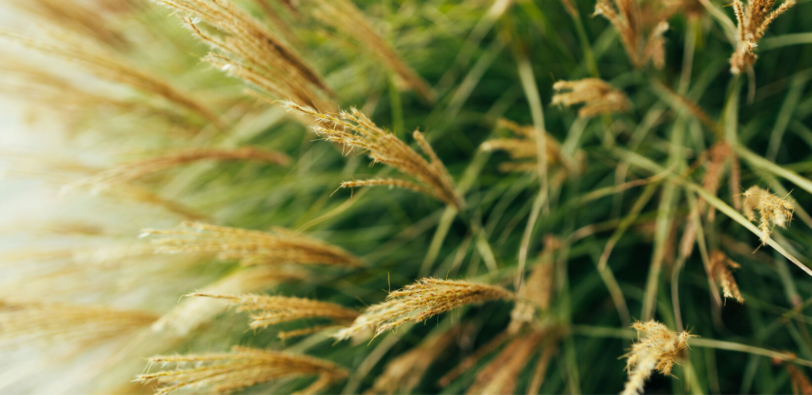 Blumen-Risse, Sortiment, Pflanzen, Beetpflanzen, Beige, Gelb, Gruen, Graeser, Gras, Pflanze, Garten, Detail, Rispen