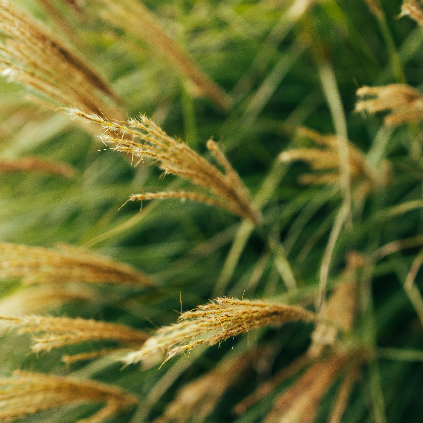 Blumen-Risse, Sortiment, Pflanzen, Beetpflanzen, Beige, Gelb, Gruen, Graeser, Gras, Pflanze, Garten, Detail, Rispen