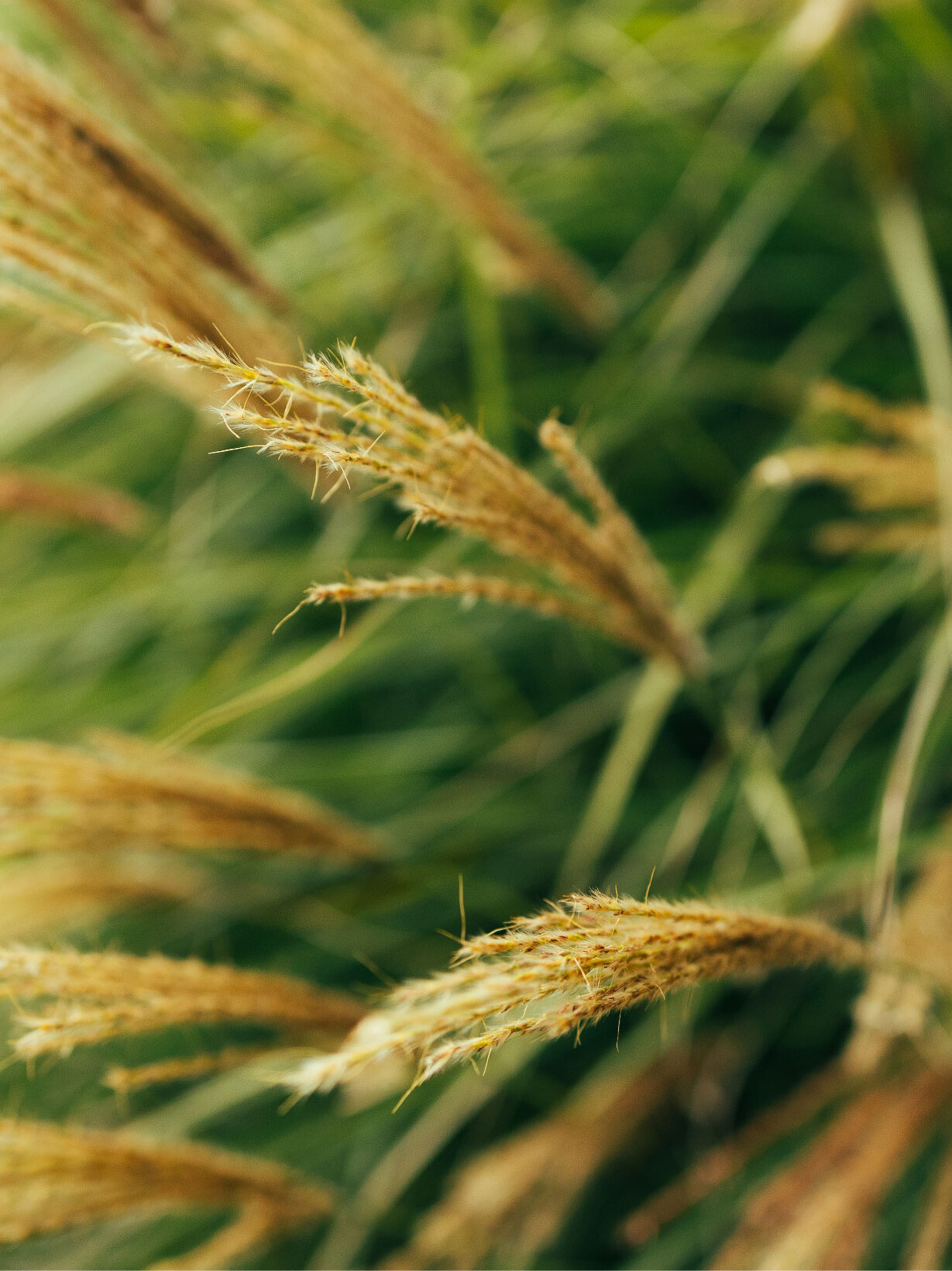 Blumen-Risse, Sortiment, Pflanzen, Beetpflanzen, Beige, Gelb, Gruen, Graeser, Gras, Pflanze, Garten, Detail, Rispen